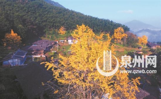 　朵朵金黄银杏，将丁荣村点缀成大山里的童话世界。 