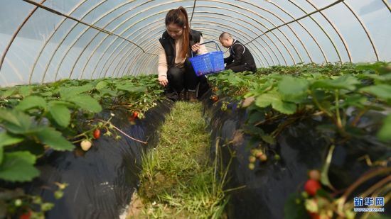 　12月15日，游客在福建省福鼎市磻溪镇赤溪村采摘草莓。