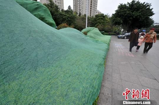 12月28日，福州街头许多植物都罩了绿色的网罩，如同穿上了“冬装”。　张斌 摄